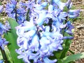 Blue Flowers 2